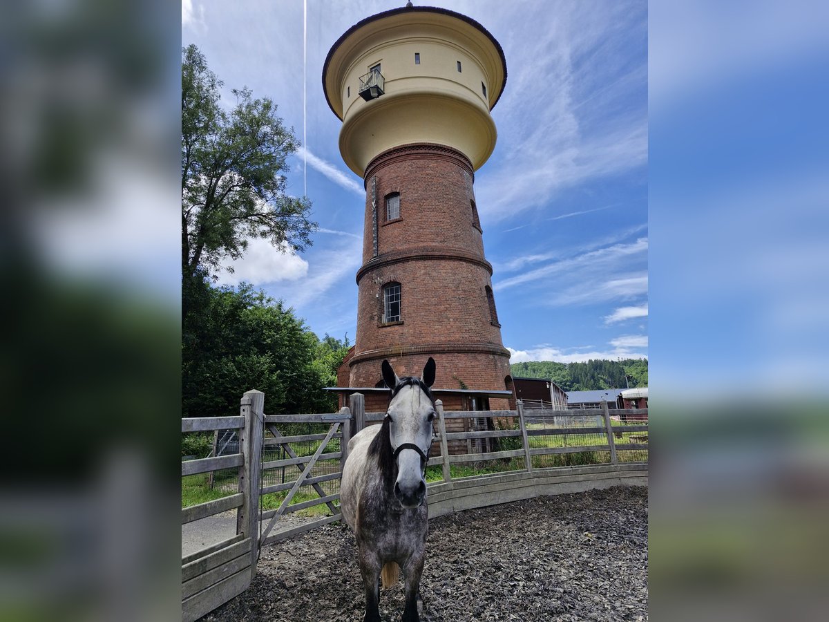 Weitere Warmblüter Stute 5 Jahre 165 cm Apfelschimmel in Dhronecken