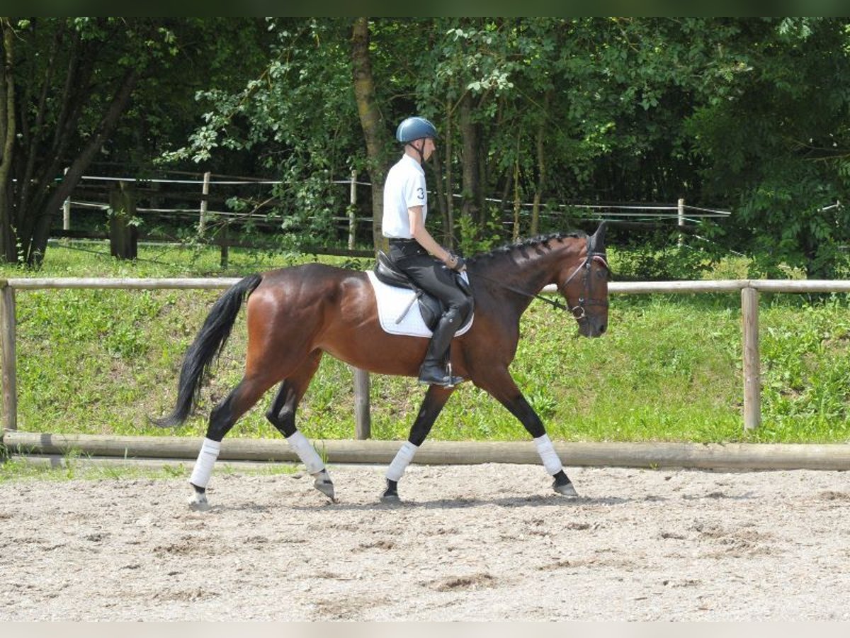 Weitere Warmblüter Stute 5 Jahre 167 cm Brauner in Wellheim