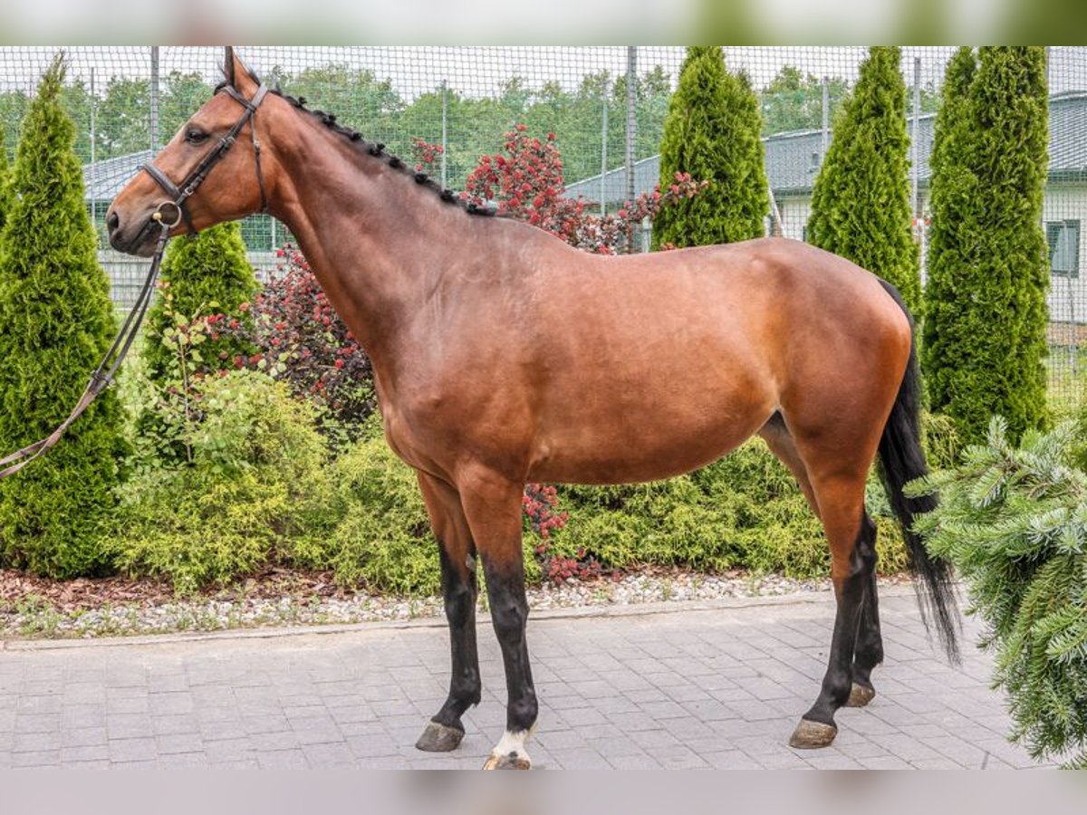 Weitere Warmblüter Stute 5 Jahre 168 cm Rotbrauner in Stryków Weitere Warmblüter Stute 5 Jahre 168 cm Rotbrauner in Stryków