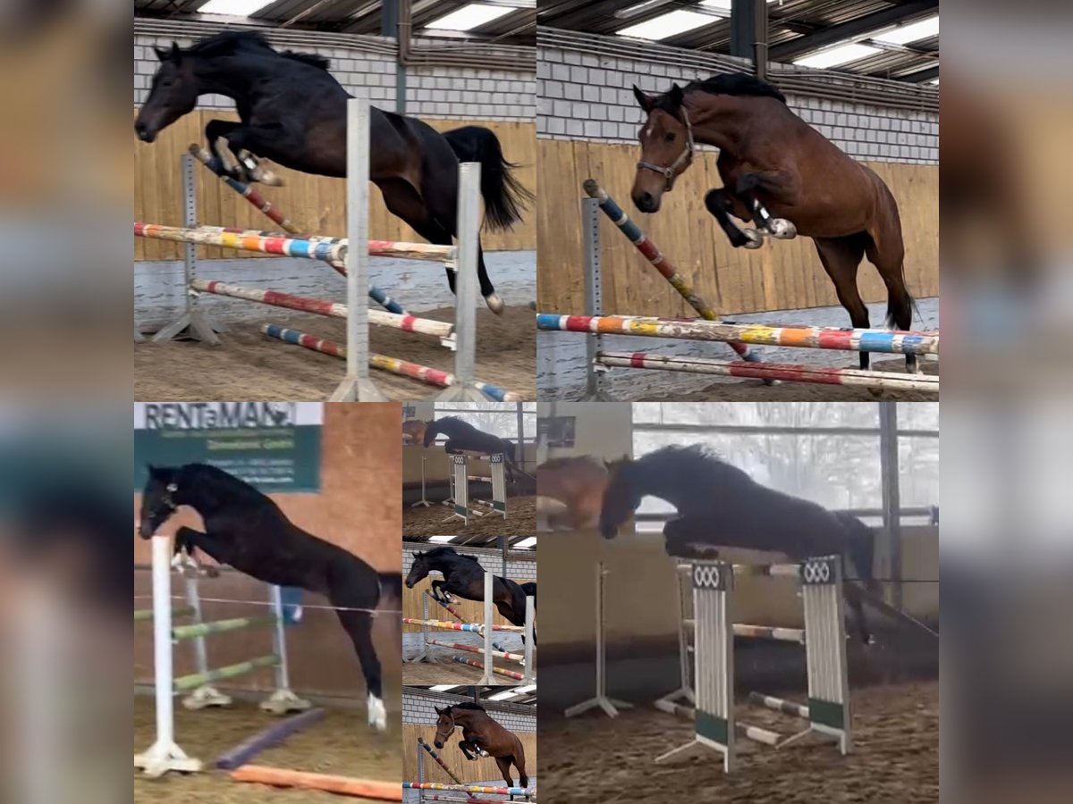 Weitere Warmblüter Stute 5 Jahre 170 cm Rappe in Köln