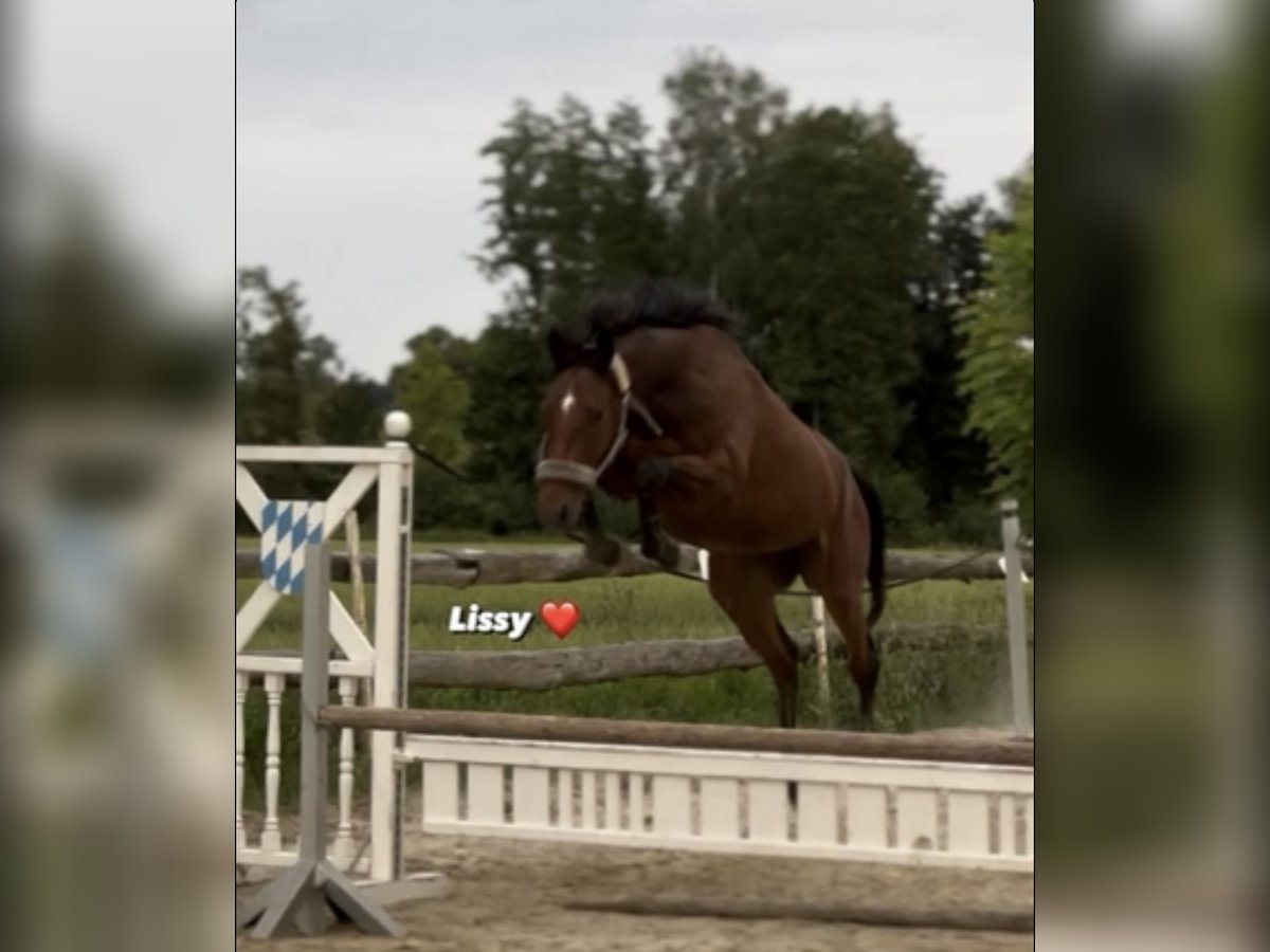 Weitere Warmblüter Stute 6 Jahre 160 cm Brauner in Adlwang