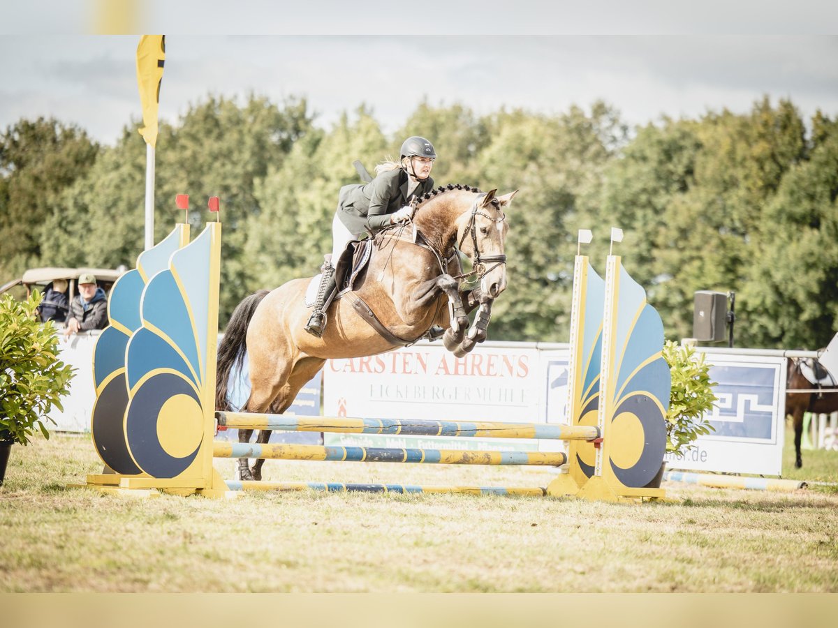 Weitere Warmblüter Stute 6 Jahre 165 cm Buckskin in Tiste