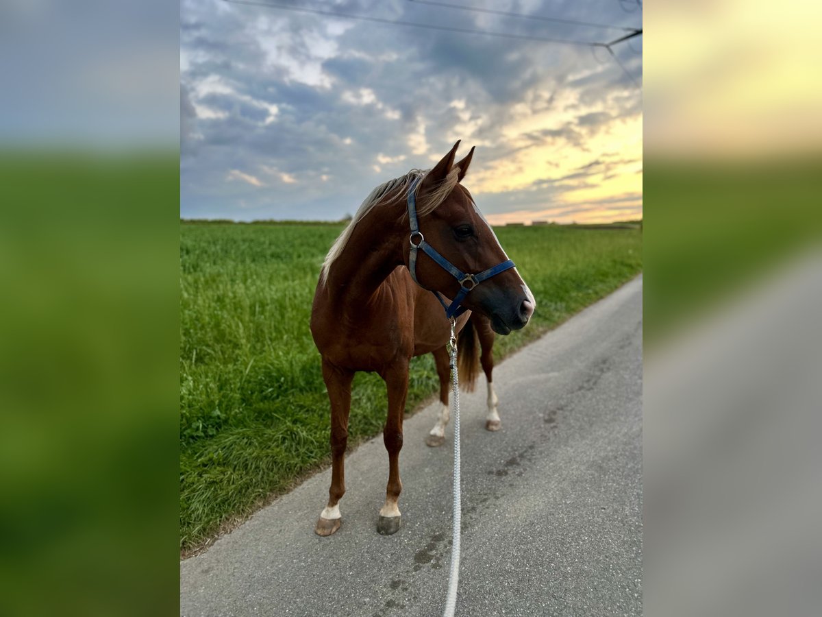 Weitere Warmblüter Mix Stute 7 Jahre 155 cm Fuchs in R&#xFC;mlang