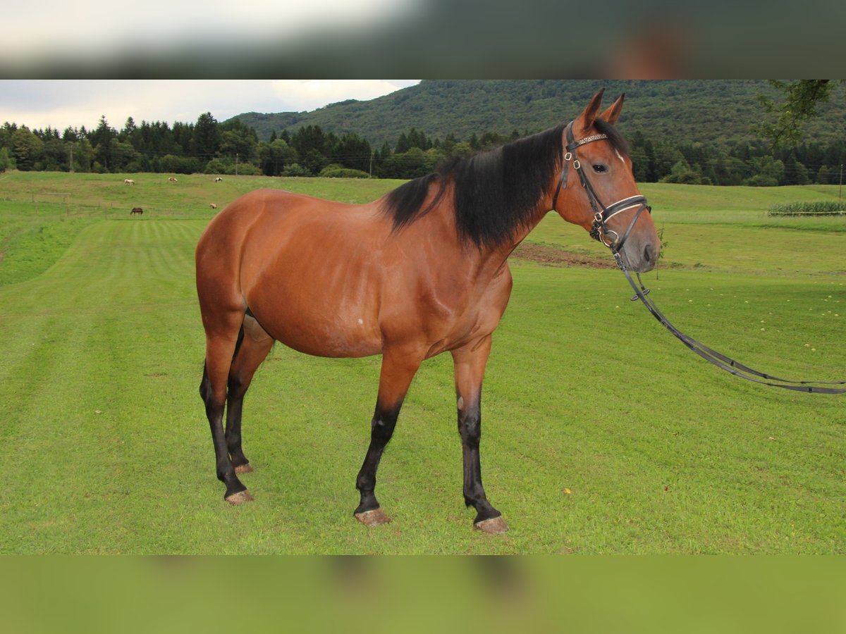 Weitere Warmblüter Mix Stute 7 Jahre 155 cm Rotbrauner in Videm Dobrepolje