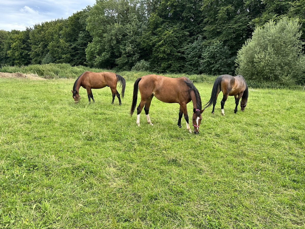 Weitere Warmblüter Stute 7 Jahre 160 cm Brauner in Regau/V&#xF6;cklabruck