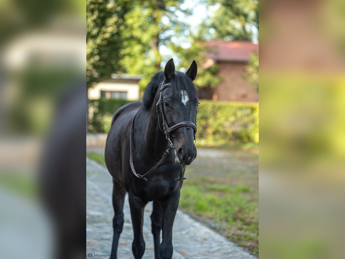 Weitere Warmblüter Mix Stute 7 Jahre 160 cm Dunkelbrauner in Golesz&#xF3;w