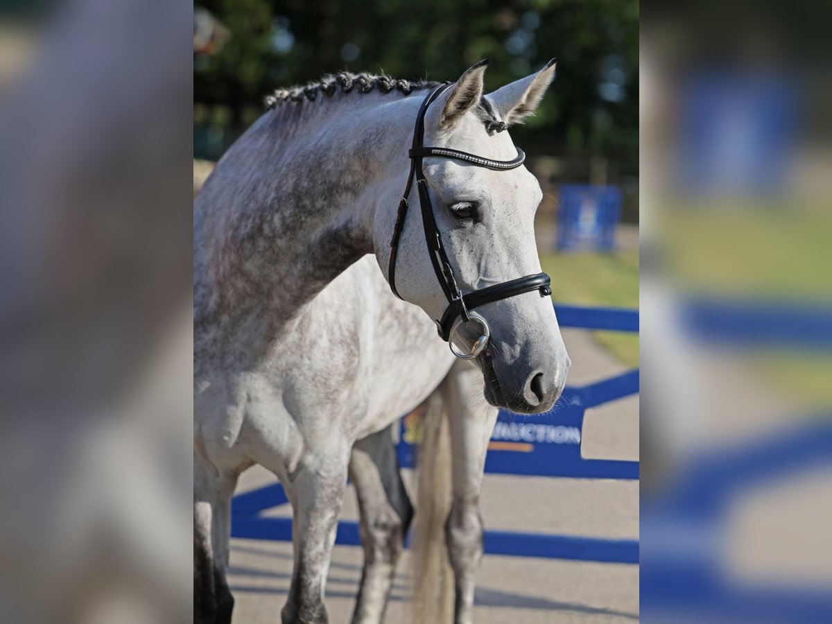 Weitere Warmblüter Stute 7 Jahre 164 cm Apfelschimmel in Diepholz