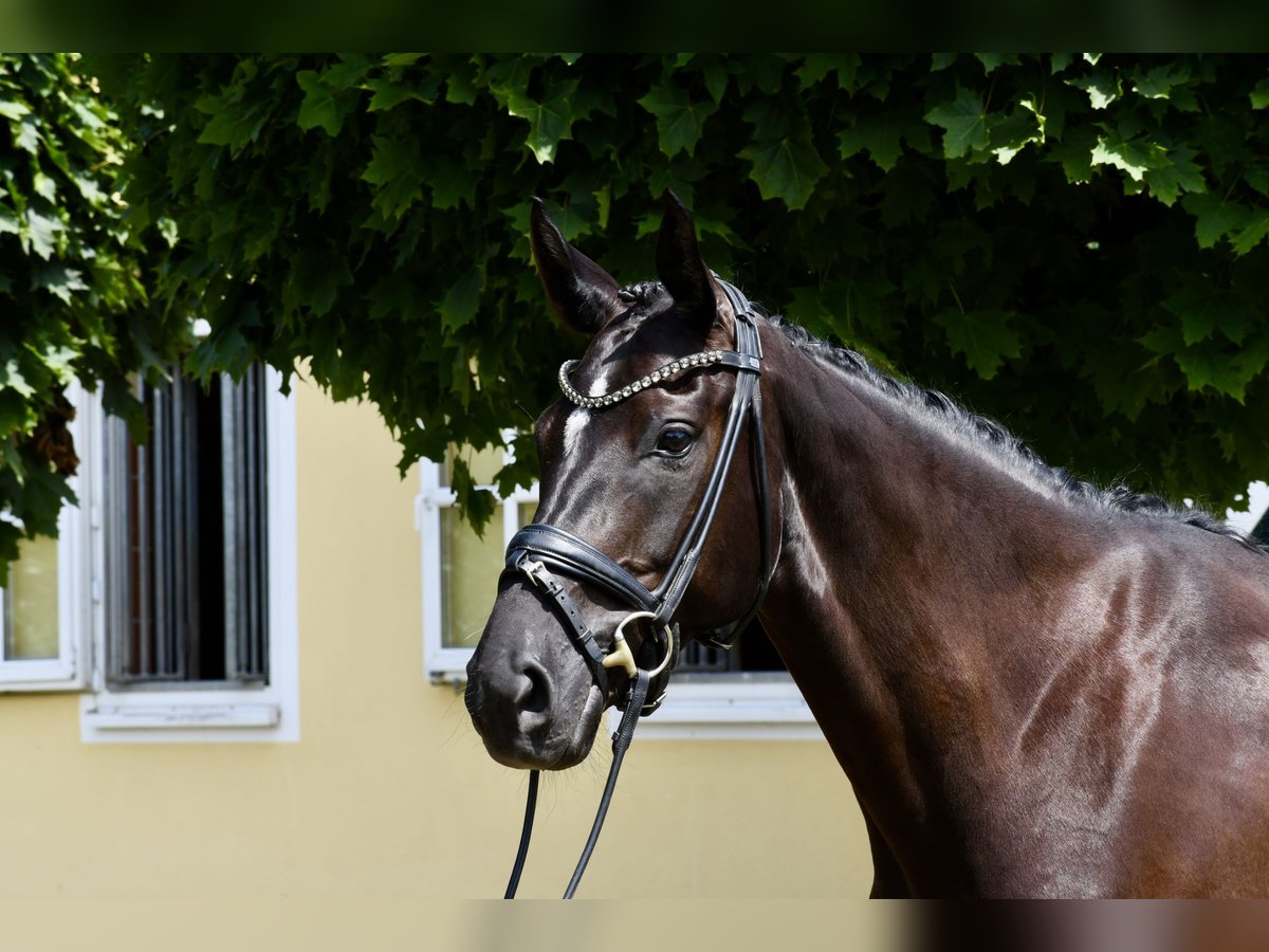 Weitere Warmblüter Stute 7 Jahre 167 cm Rappe in Kerpen