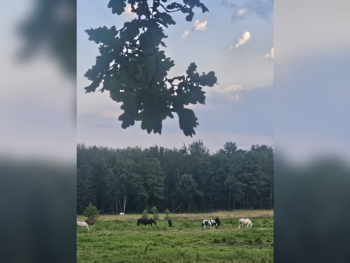 Weitere Warmblüter Stute 7 Jahre in Wittichenau