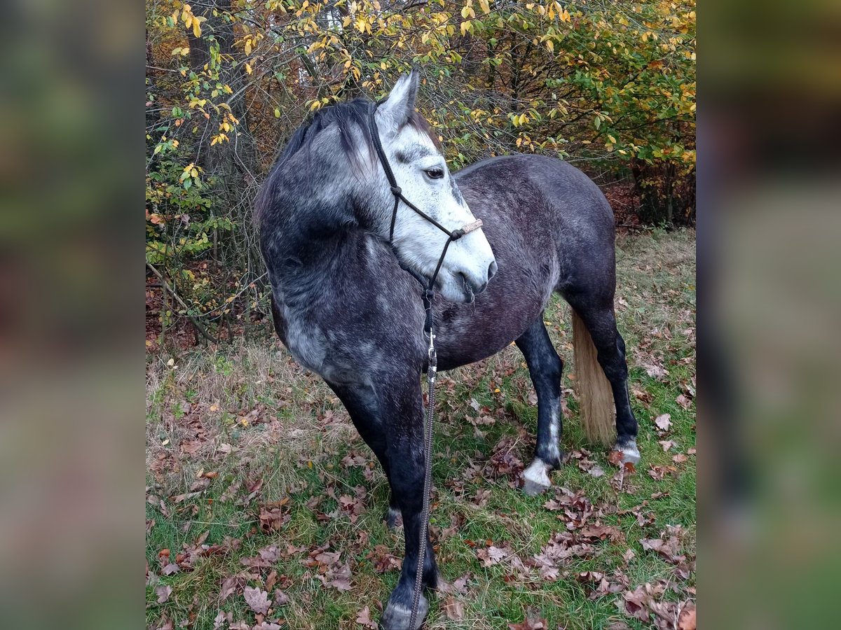 Weitere Warmblüter Mix Stute 8 Jahre 152 cm Blauschimmel in Soltau