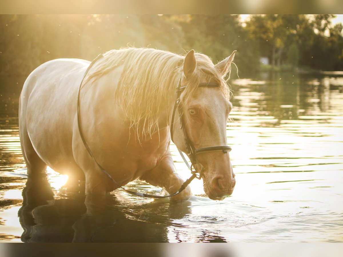 Weitere Warmblüter Mix Stute 8 Jahre 152 cm Cremello in Kissing
