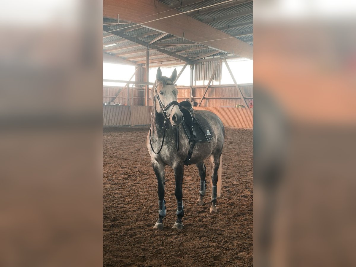 Weitere Warmblüter Stute 8 Jahre 162 cm Fliegenschimmel in M&#xF6;lln