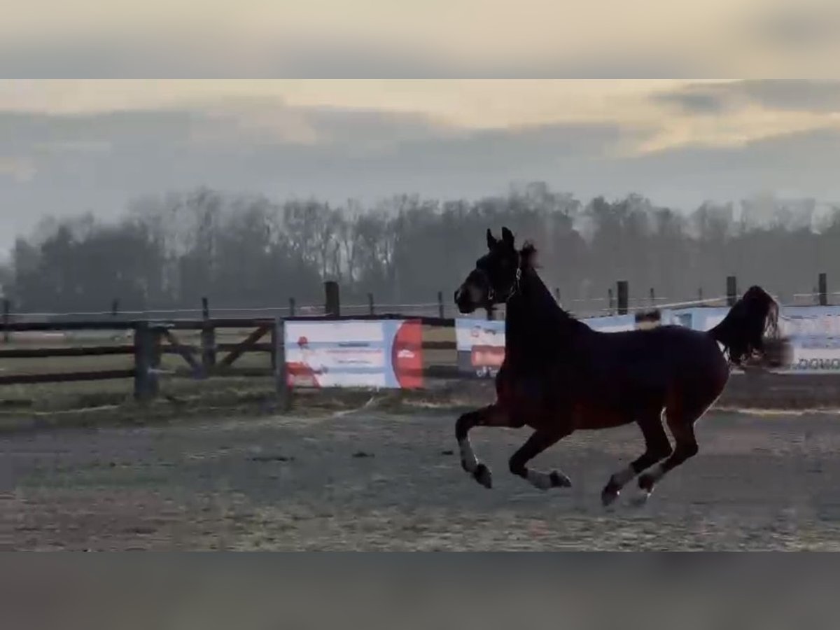 Weitere Warmblüter Stute 8 Jahre 162 cm Schwarzbrauner in Katowice