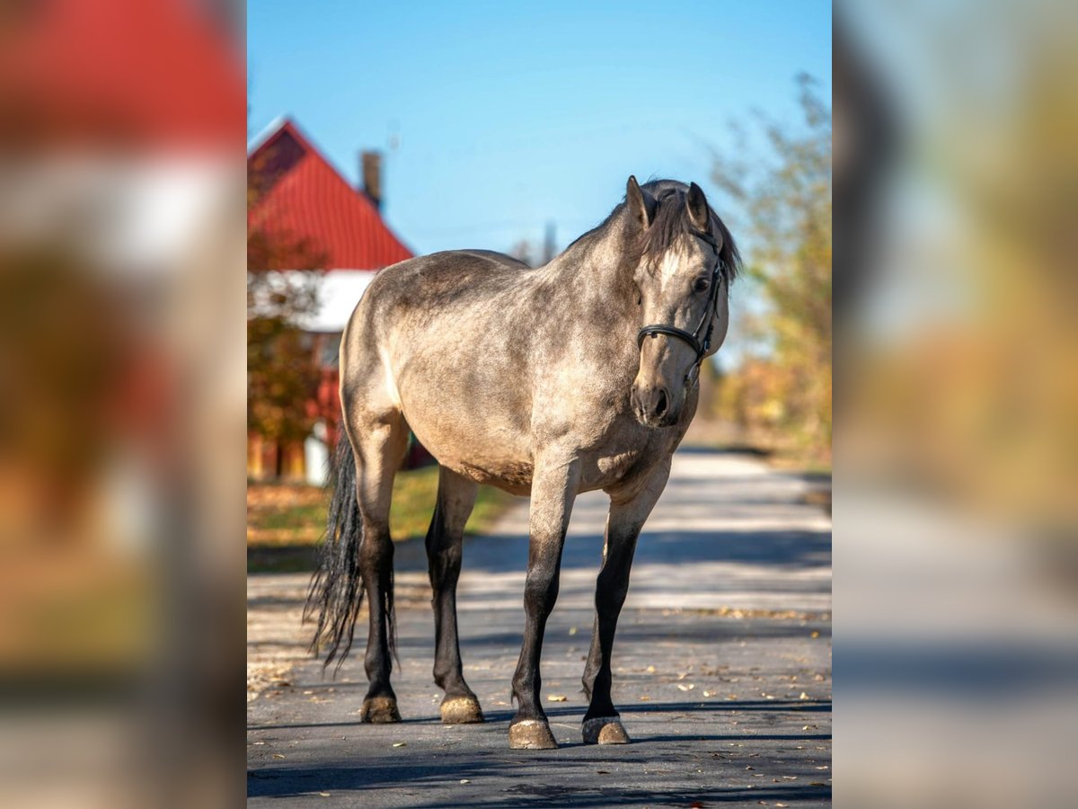 Weitere Warmblüter Stute 8 Jahre 163 cm Buckskin in Mez&#x151;hegyes