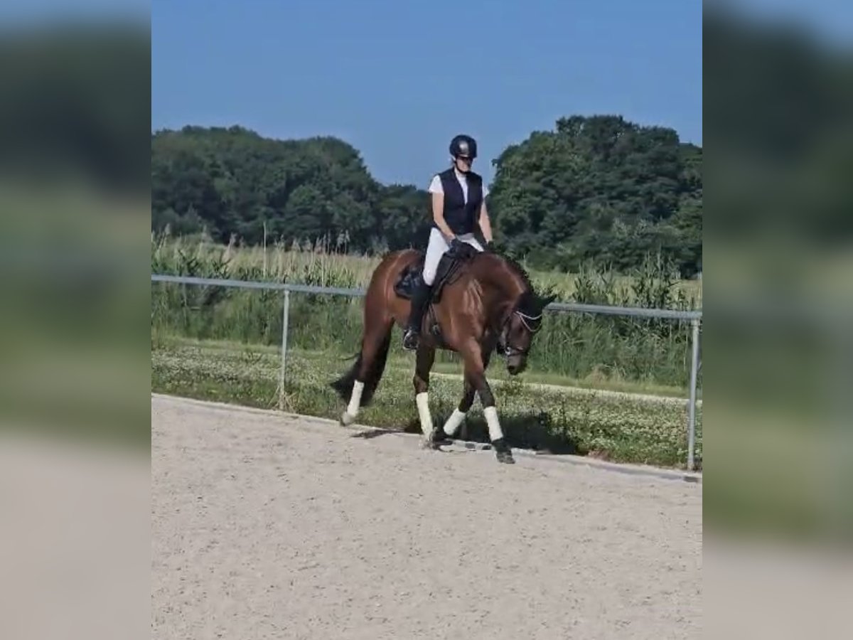 Weitere Warmblüter Stute 8 Jahre 175 cm Brauner in Gundelfingen an der Donau