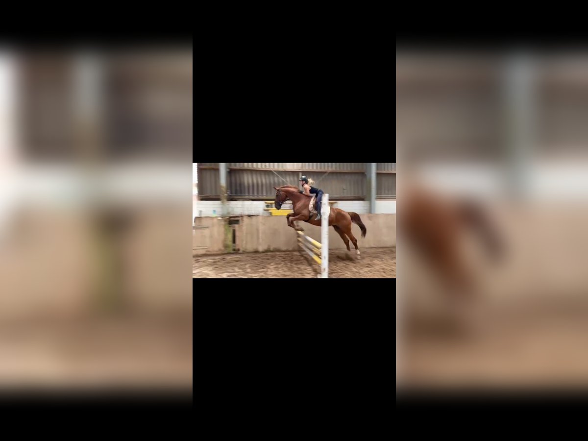 Weitere Warmblüter Stute 8 Jahre 178 cm Fuchs in Leese