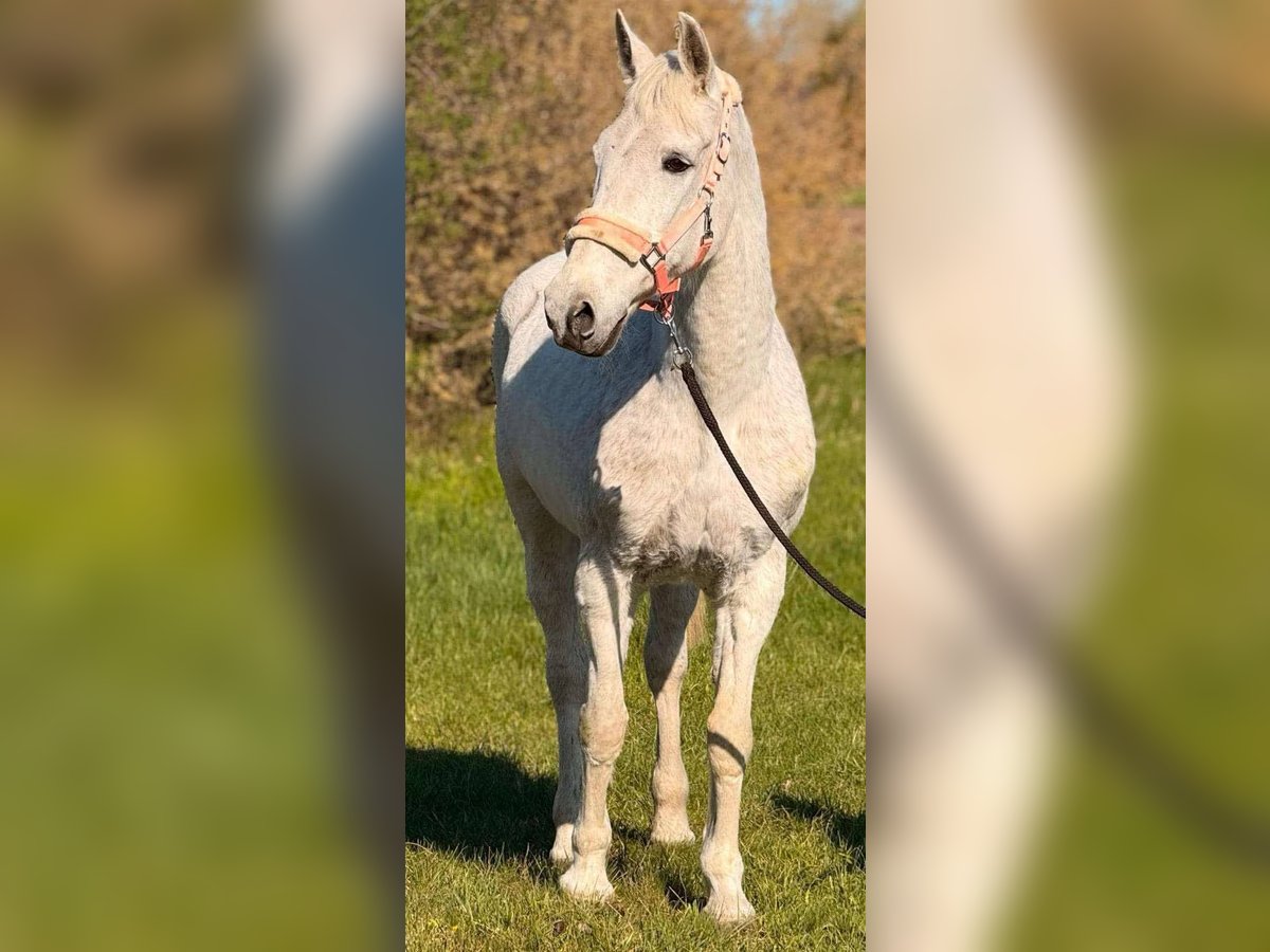 Weitere Warmblüter Stute 9 Jahre 154 cm Schimmel in Bócsa
