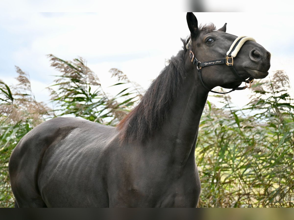 Weitere Warmblüter Mix Stute 9 Jahre 155 cm Dunkelbrauner in Neulengbach Weitere Warmblüter Mix Stute 9 Jahre 155 cm Dunkelbrauner in Neulengbach