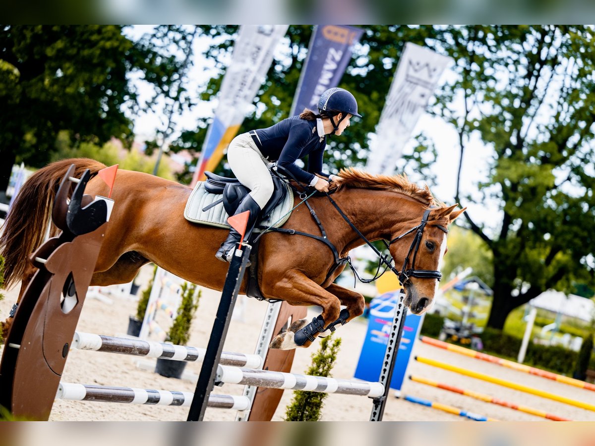 Weitere Warmblüter Stute 9 Jahre 158 cm Fuchs in Nowa Sarzyna
