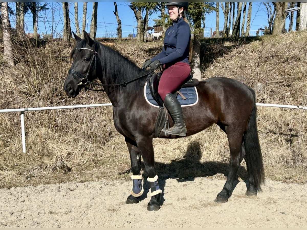 Weitere Warmblüter Stute 9 Jahre 158 cm Rappe in Pelmberg