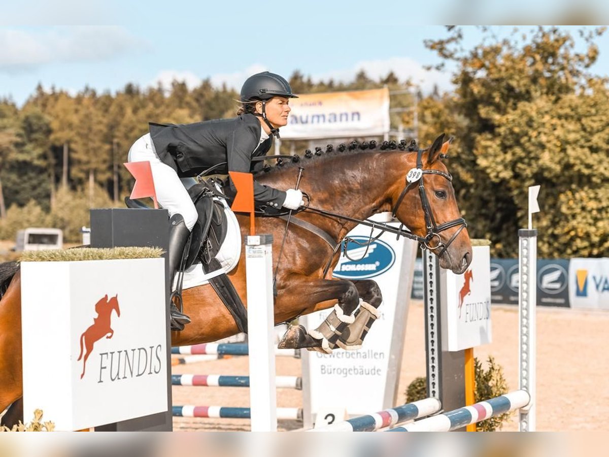 Weitere Warmblüter Stute 9 Jahre 160 cm Brauner in Aalen