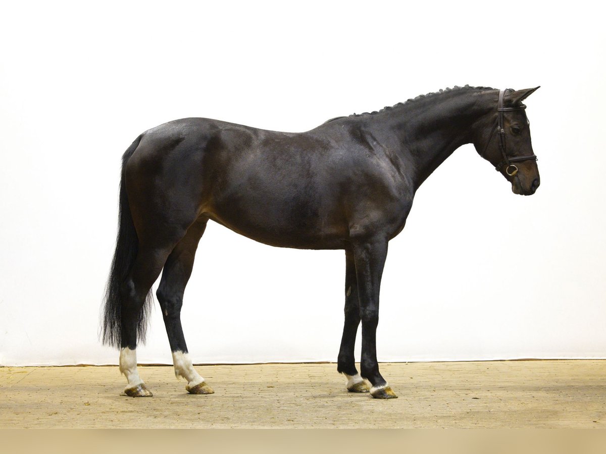 Weitere Warmblüter Stute 9 Jahre 165 cm Dunkelbrauner in Waddinxveen Weitere Warmblüter Stute 9 Jahre 165 cm Dunkelbrauner in Waddinxveen