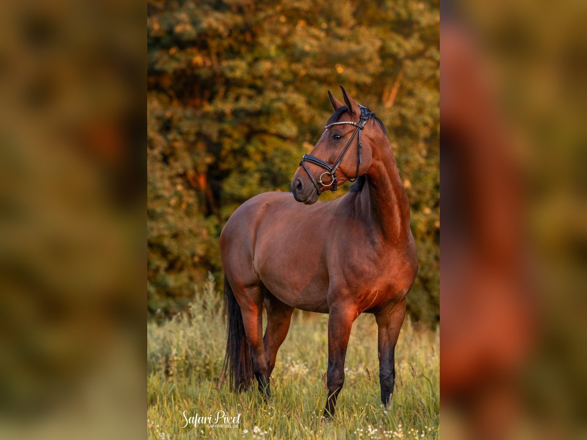 Weitere Warmblüter Stute 9 Jahre 169 cm Brauner in Bedburg-Hau