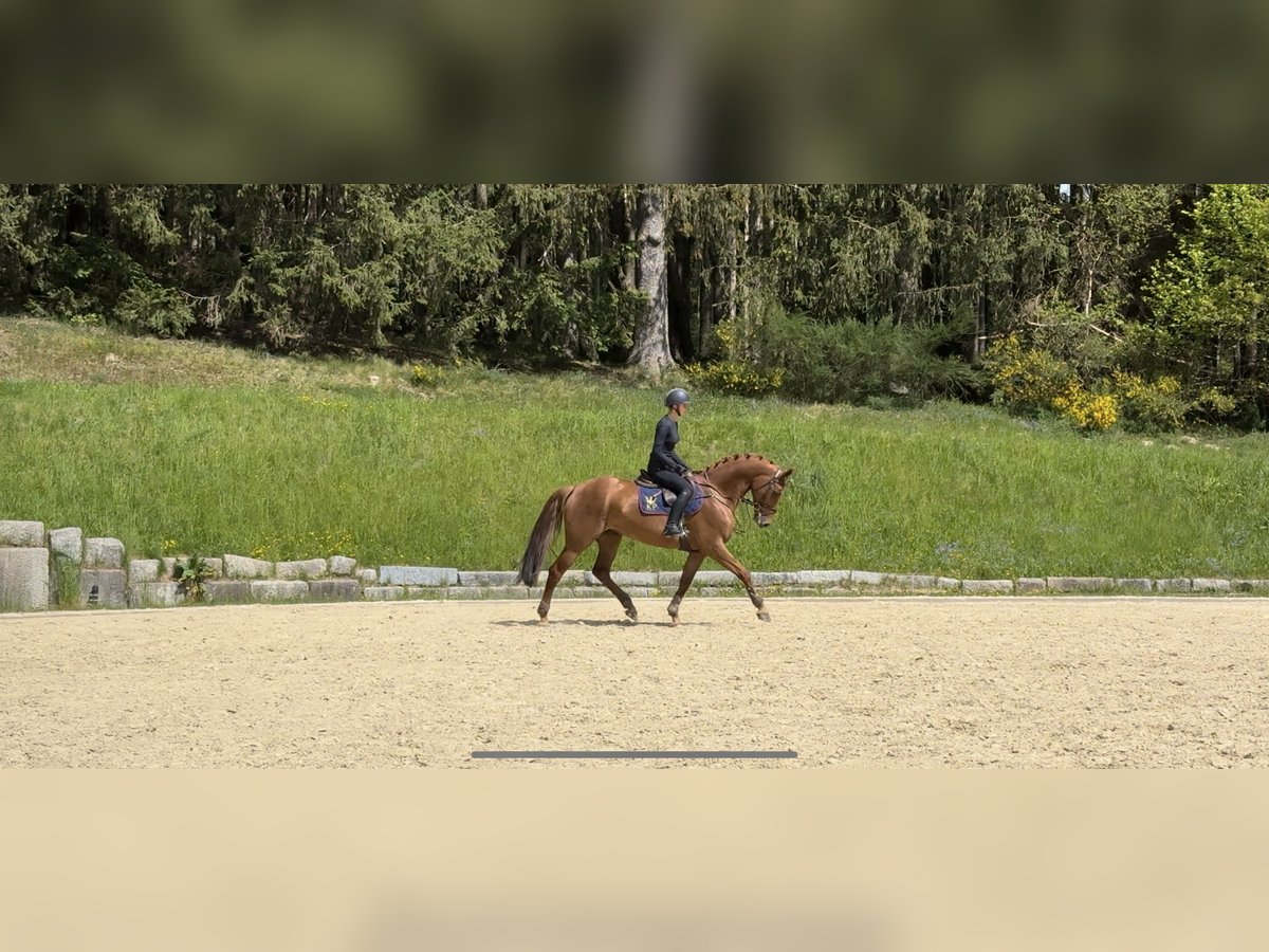 Weitere Warmblüter Stute 9 Jahre 169 cm Fuchs in Erharting