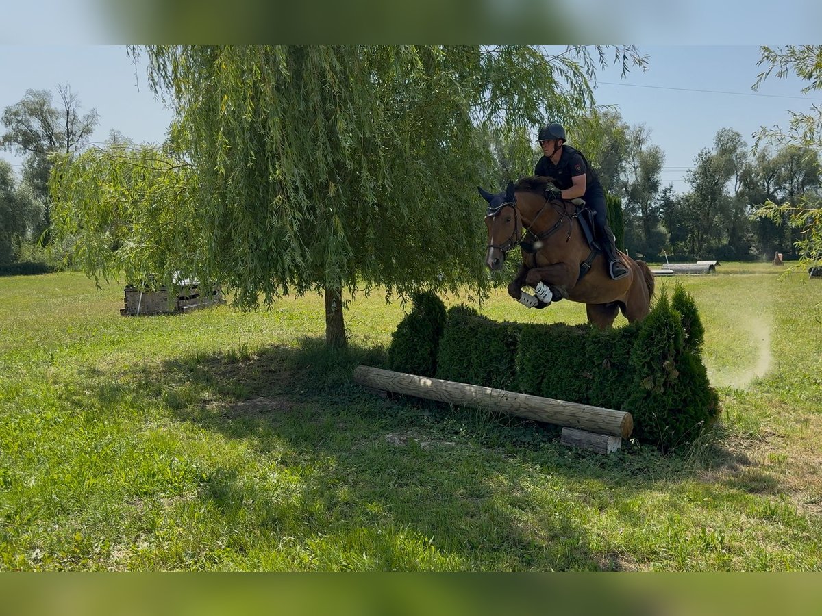 Weitere Warmblüter Stute 9 Jahre 173 cm Brauner in Traidendorf