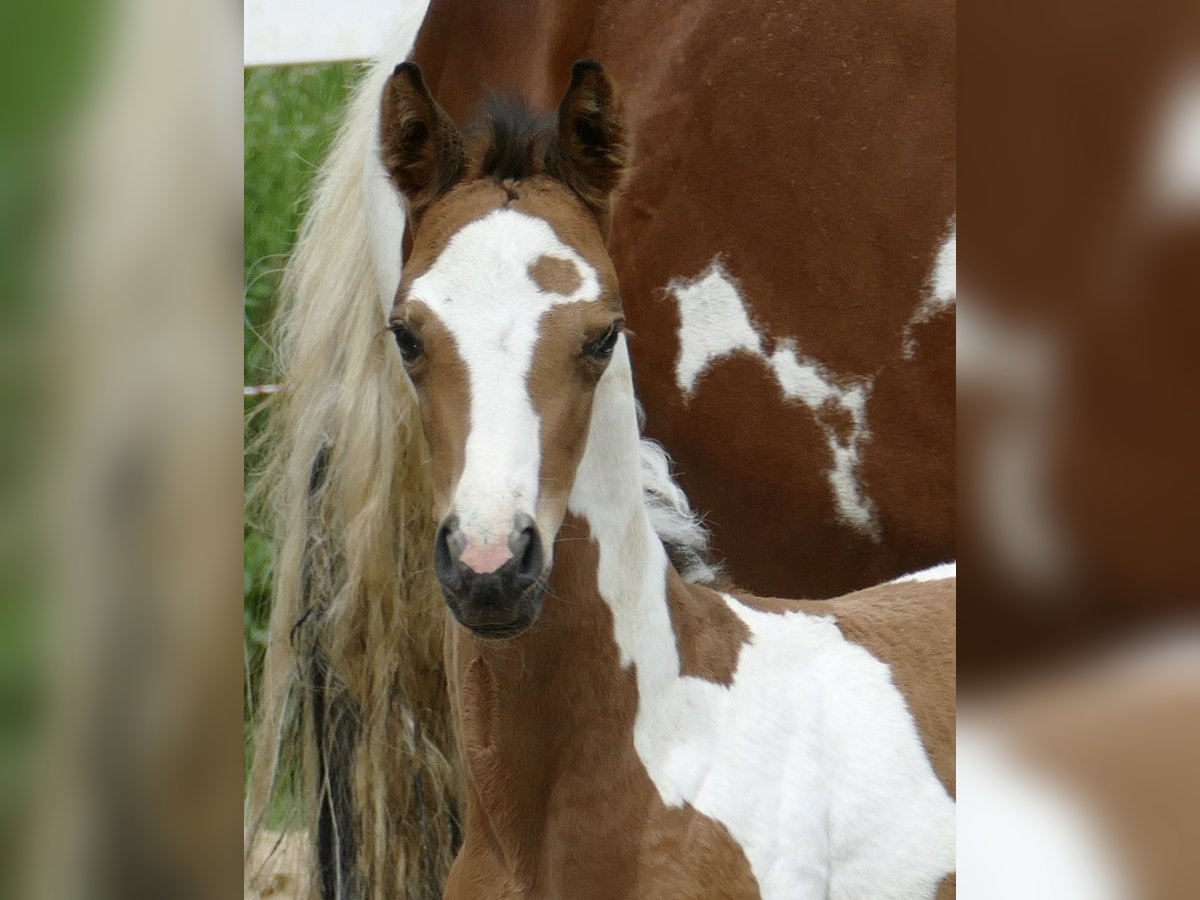 Weitere Warmblüter Stute  162 cm Schecke in Borgentreich