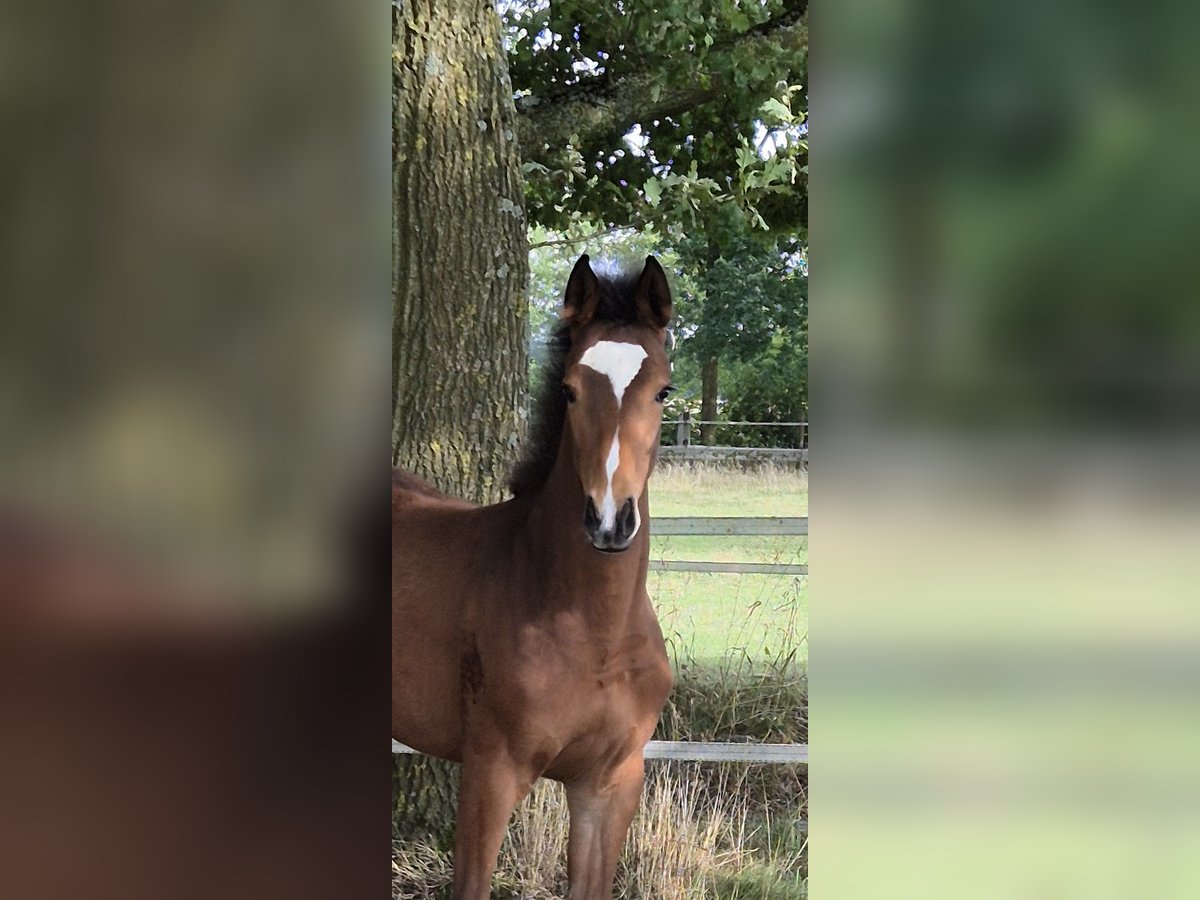 Weitere Warmblüter, Stute in Rosendahl