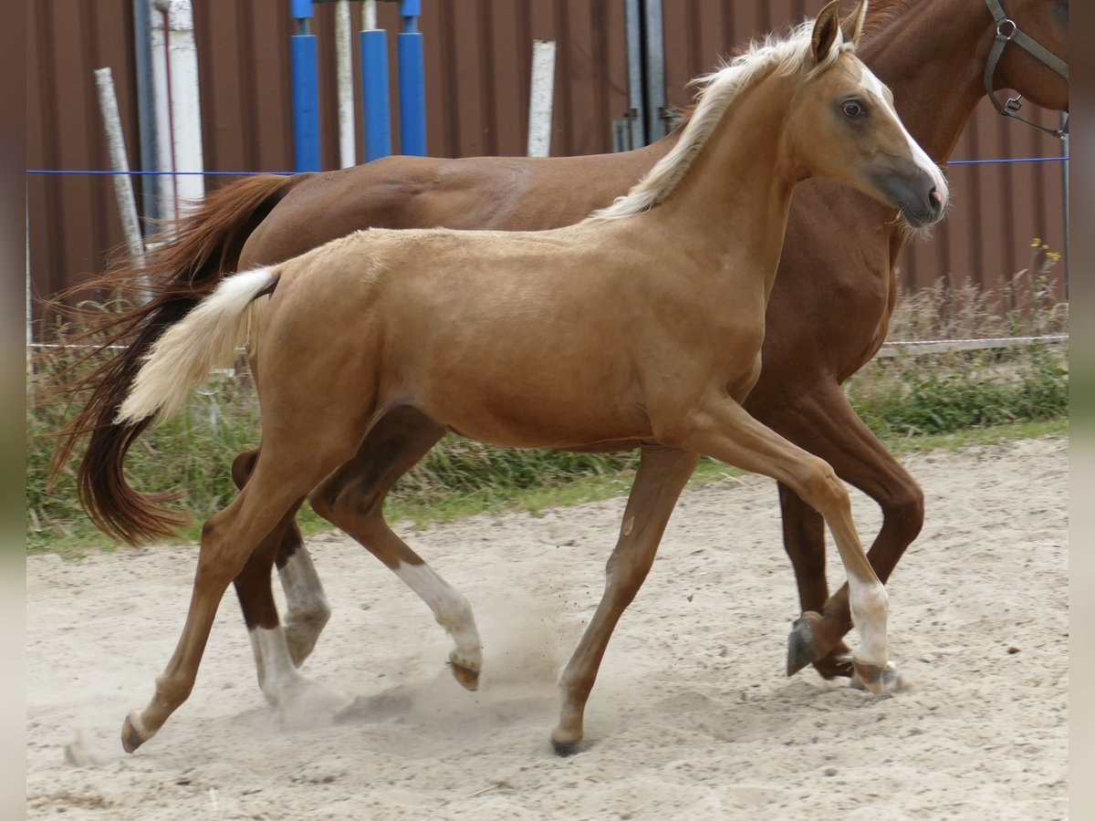 Weitere Warmblüter Stute  167 cm Palomino in Borgentreich