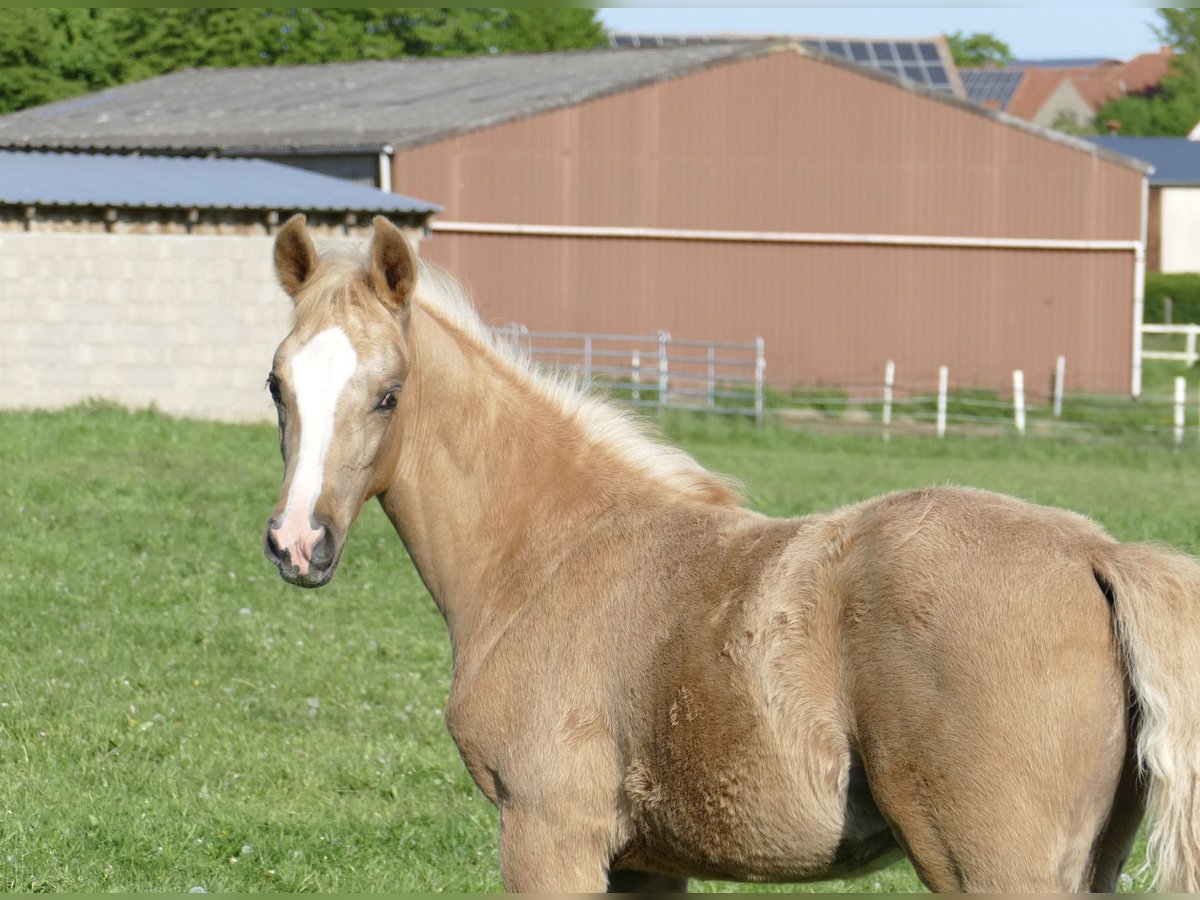 Weitere Warmblüter Stute  168 cm Palomino in Borgentreich