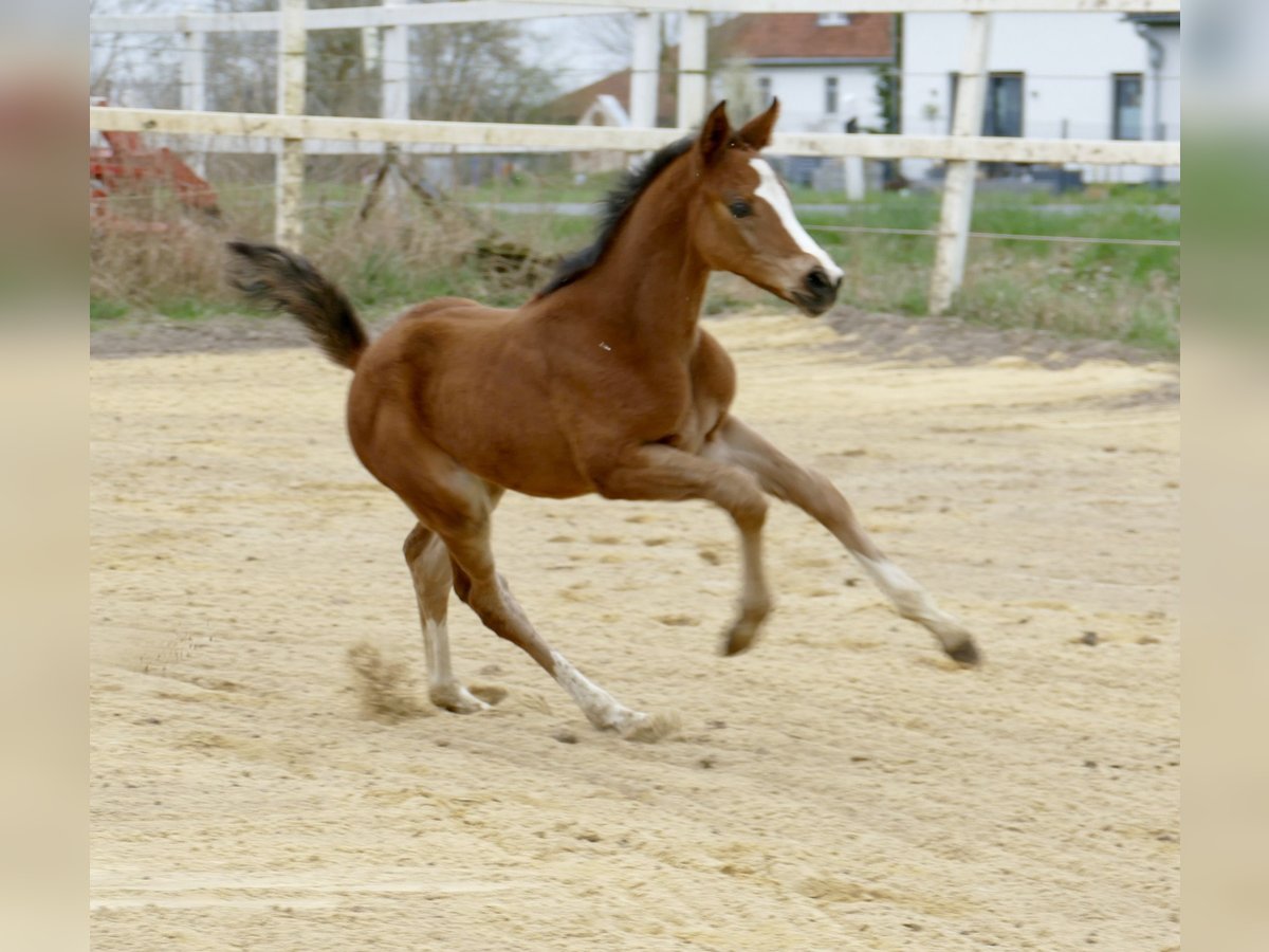 Weitere Warmblüter Stute Fohlen (04/2025) 170 cm Brauner in Borgentreich