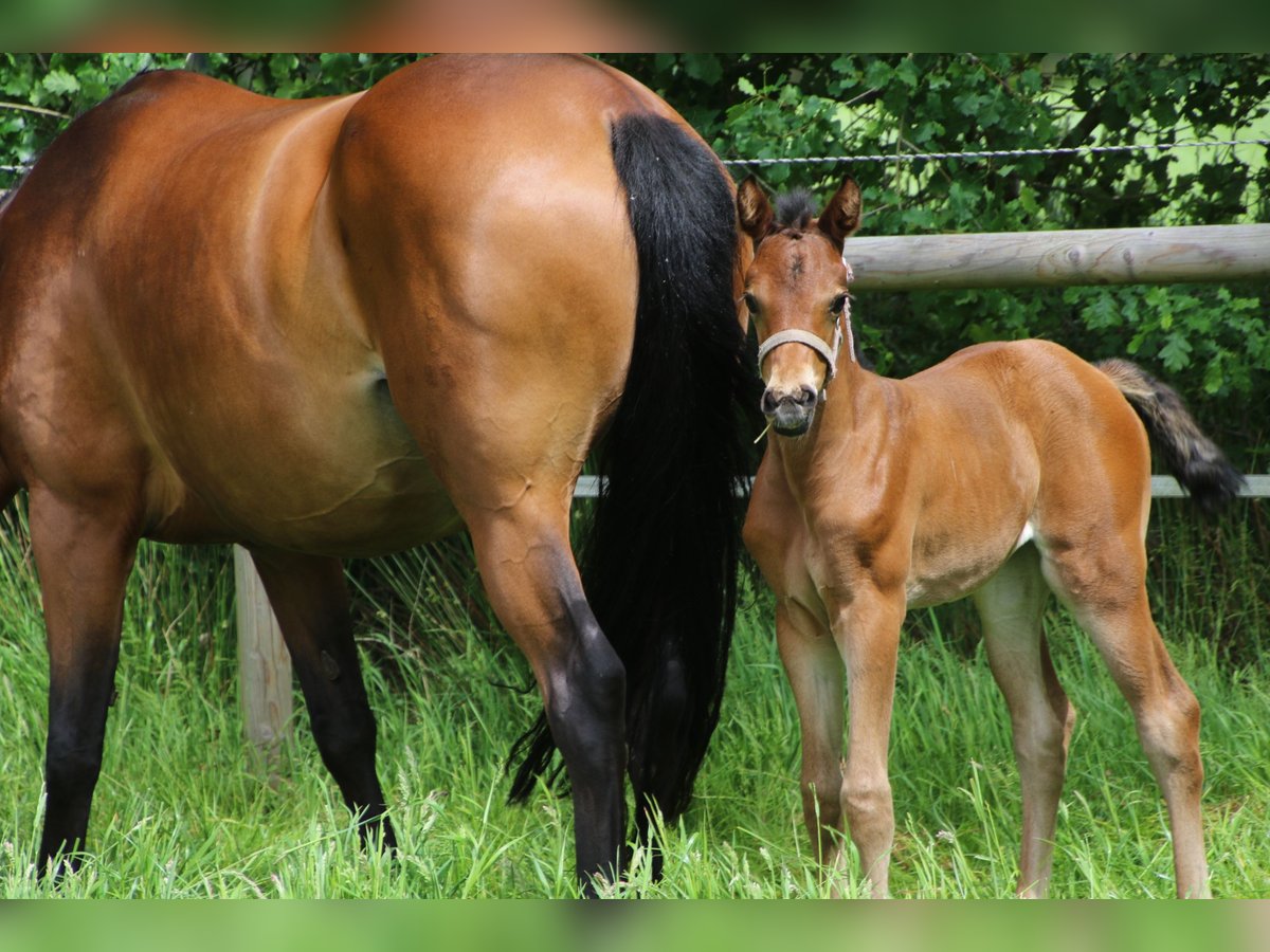 Weitere Warmblüter Stute  in Friedeburg Reepsholt, Hoheesche