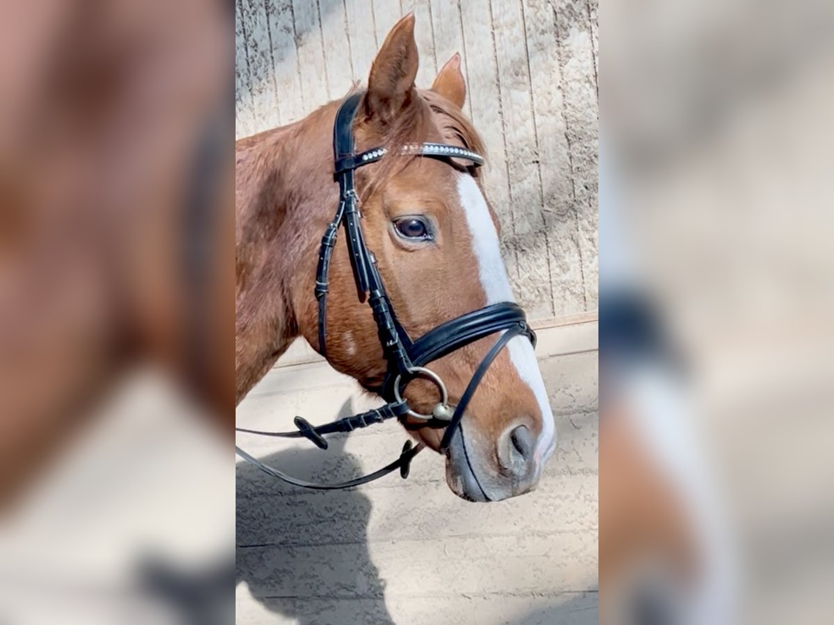 Weitere Warmblüter Wallach 10 Jahre 162 cm Fuchs in Pelmberg