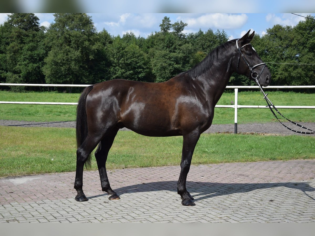 Weitere Warmblüter Wallach 10 Jahre 167 cm Rappe in Che&#x142;mno