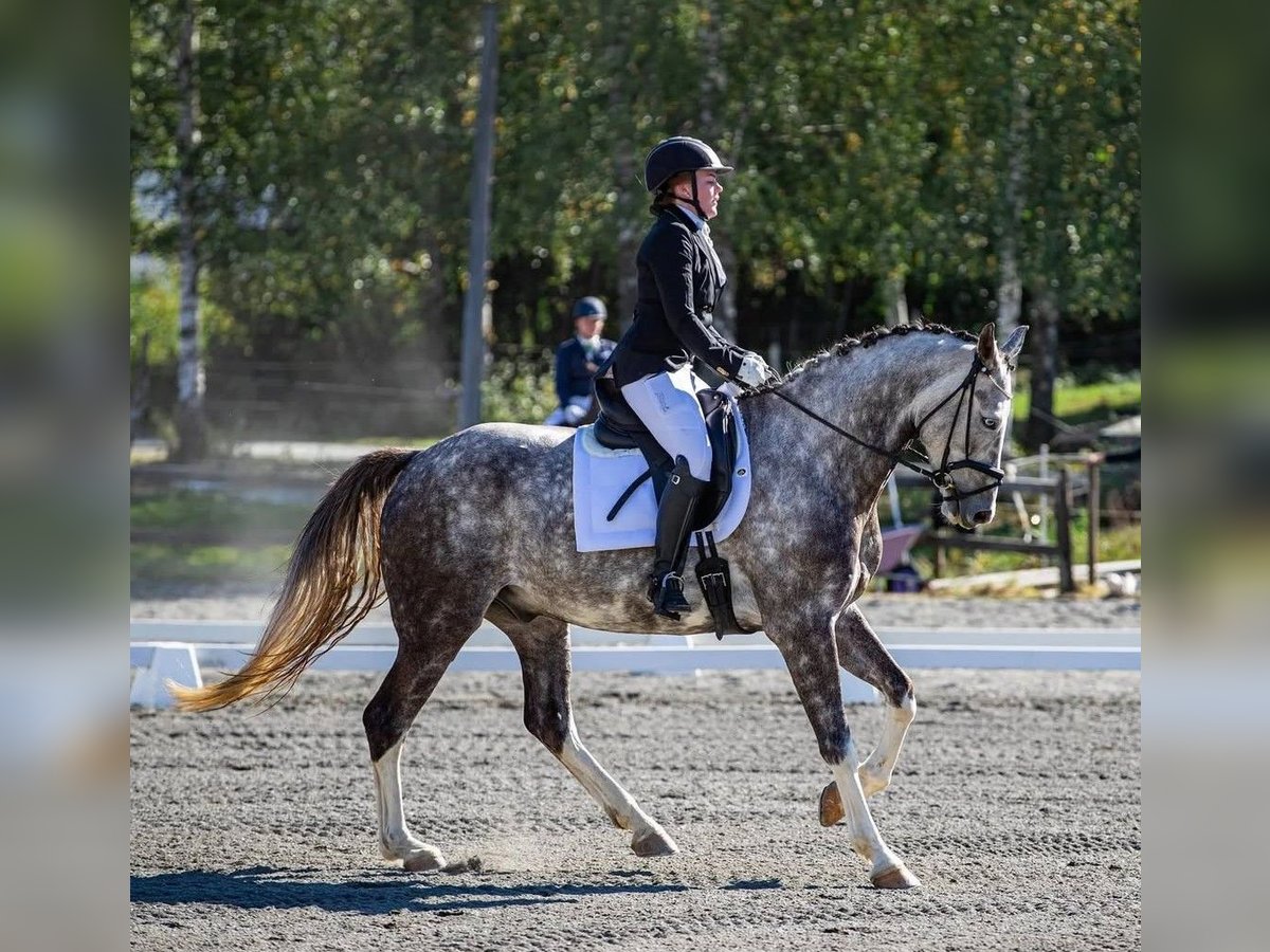 Weitere Warmblüter Wallach 10 Jahre 168 cm Schimmel in Slattum