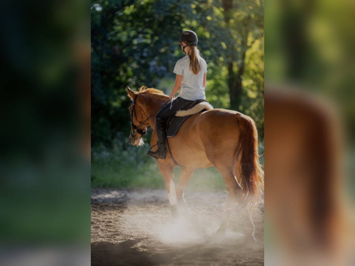Weitere Warmblüter Wallach 10 Jahre 170 cm Fuchs in Hagen Weitere Warmblüter Wallach 10 Jahre 170 cm Fuchs in Hagen