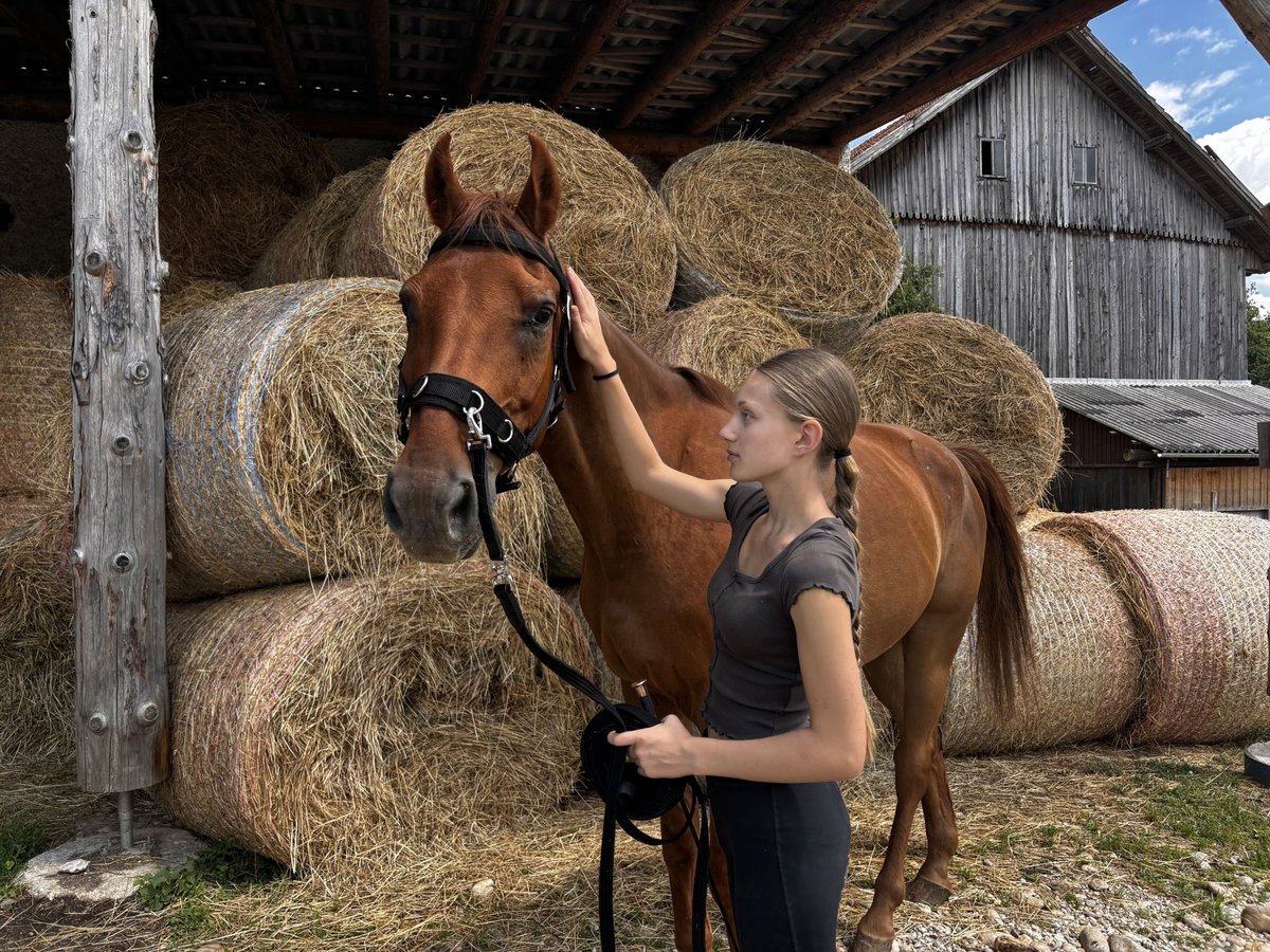 Weitere Warmblüter Wallach 10 Jahre 170 cm Fuchs in Pramet