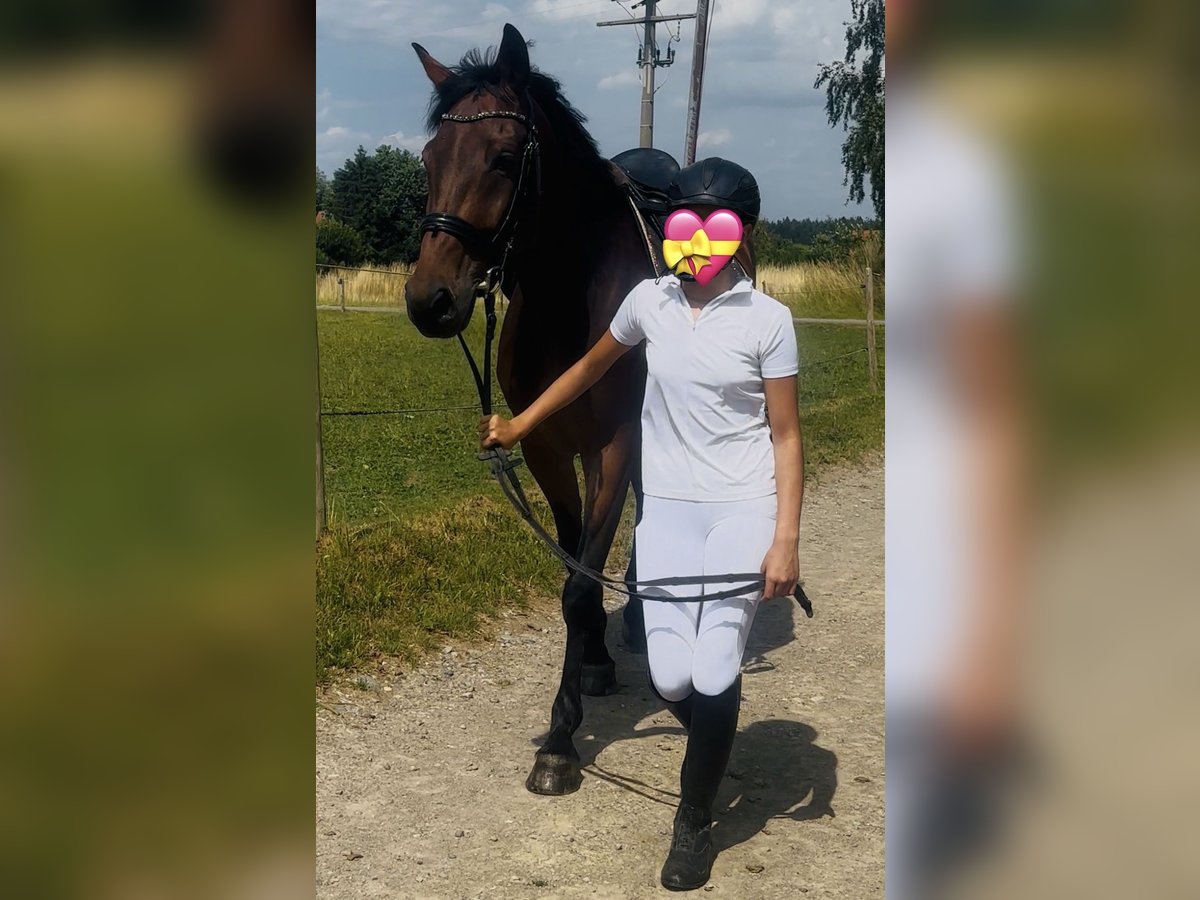 Weitere Warmblüter Wallach 10 Jahre 172 cm Dunkelbrauner in MemmingenMemmingen Weitere Warmblüter Wallach 10 Jahre 172 cm Dunkelbrauner in MemmingenMemmingen
