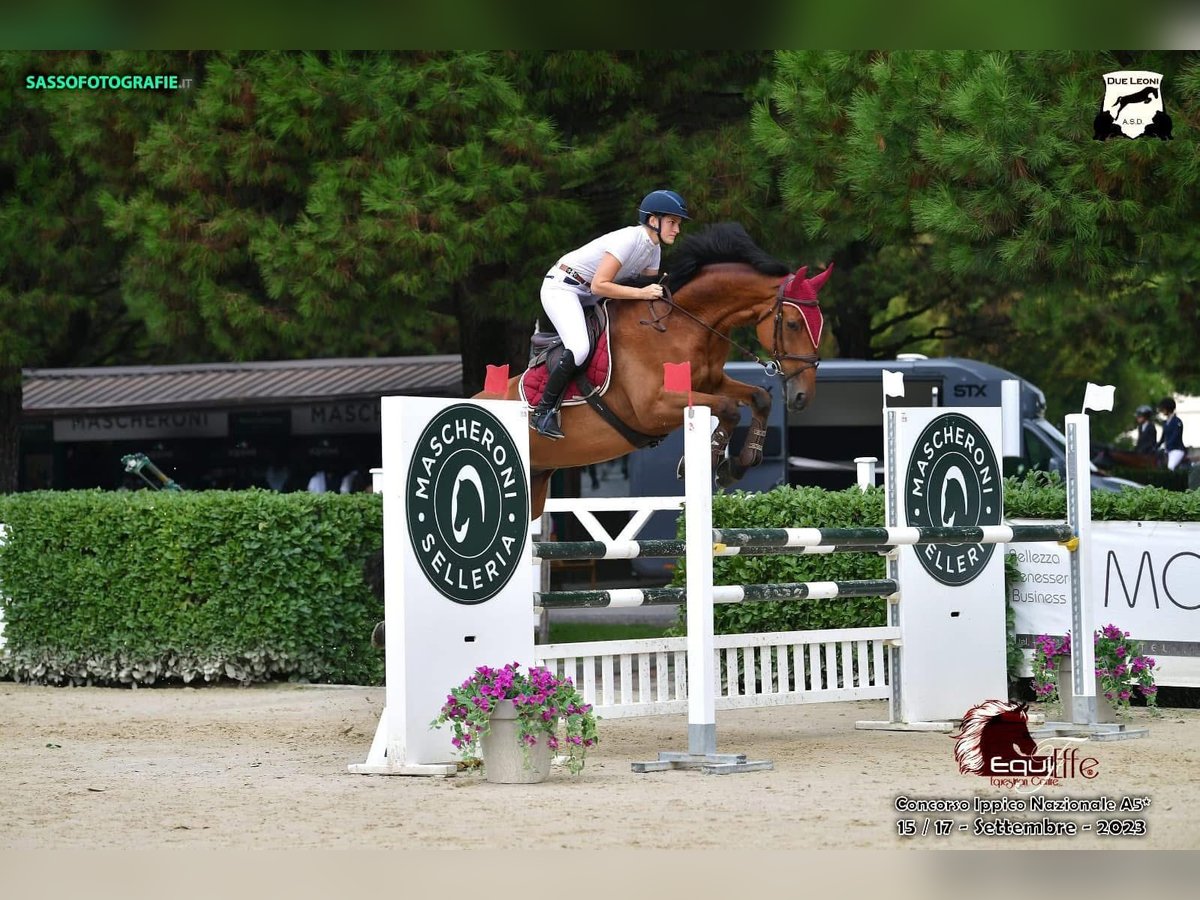 Weitere Warmblüter Wallach 10 Jahre 175 cm Brauner in GUANZATE