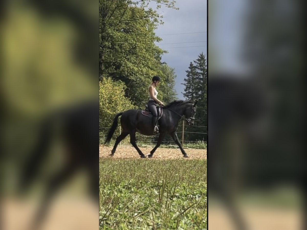 Weitere Warmblüter Mix Wallach 11 Jahre 150 cm Rappe in Bad Wimsbach