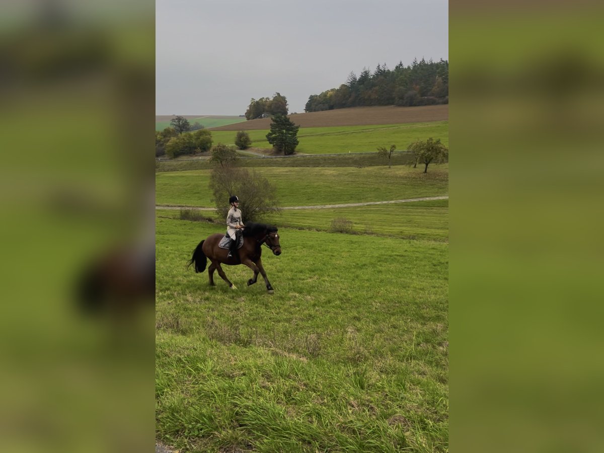 Weitere Warmblüter Mix Wallach 11 Jahre 160 cm Brauner in Bad Mergentheim