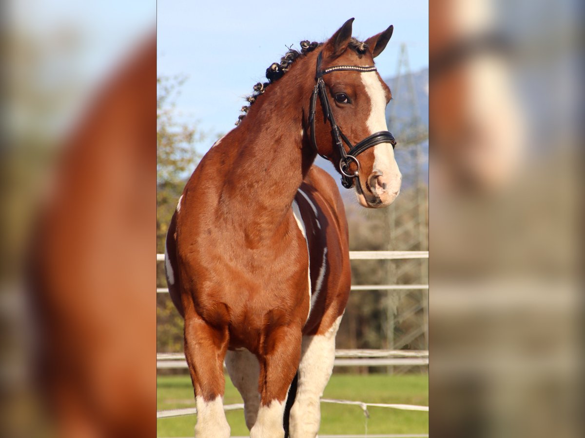 Weitere Warmblüter Wallach 11 Jahre 160 cm Schecke in Kirchbichl