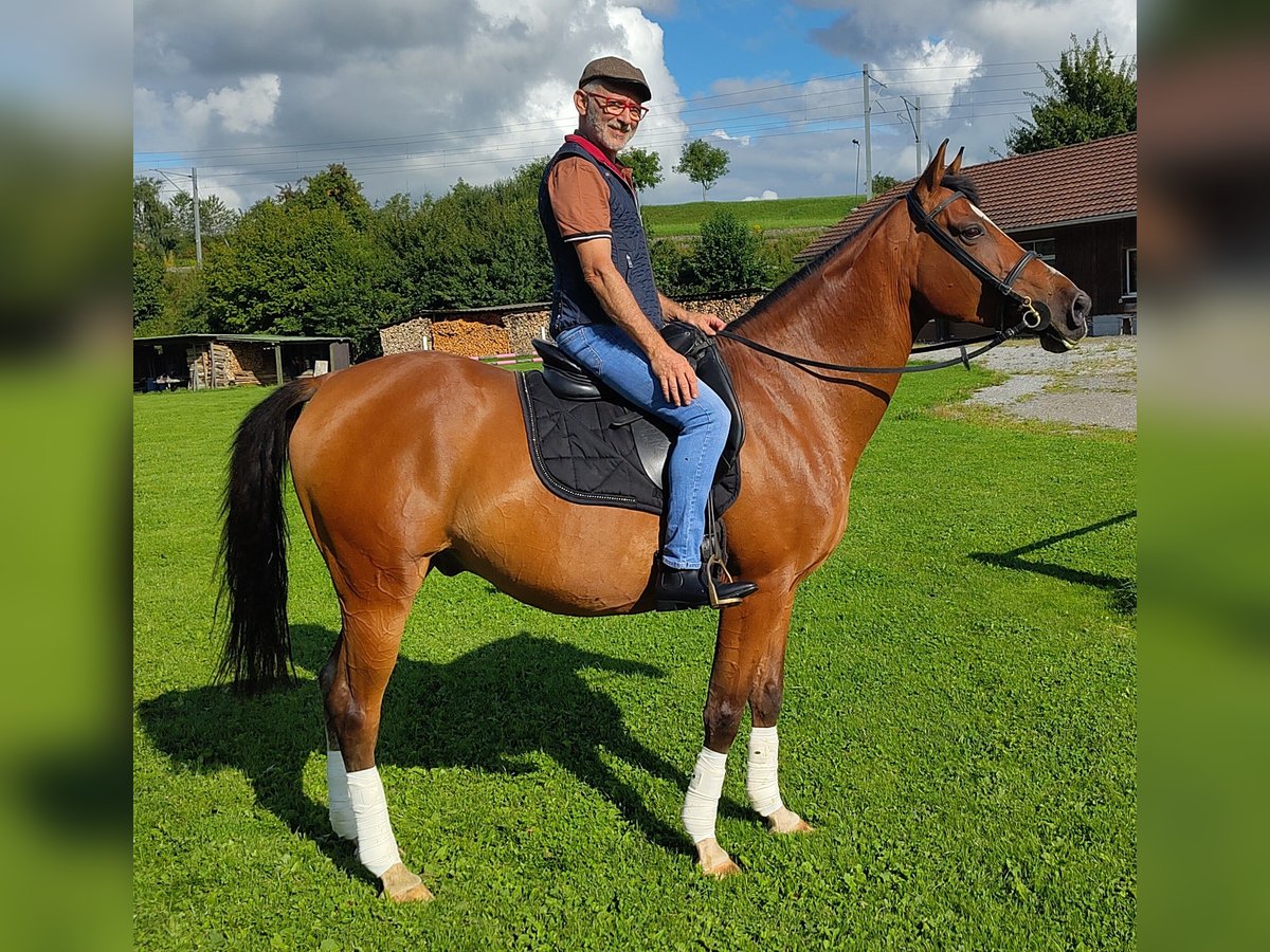 Weitere Warmblüter Wallach 11 Jahre 165 cm Brauner in Gossau SG
