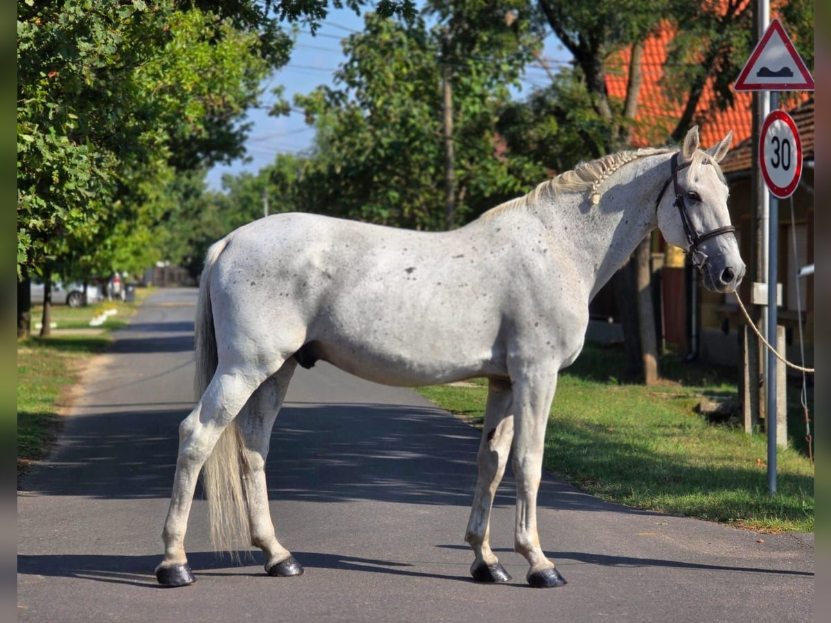 Weitere Warmblüter Wallach 11 Jahre 165 cm Schimmel in B&#xE9;k&#xE9;scsaba