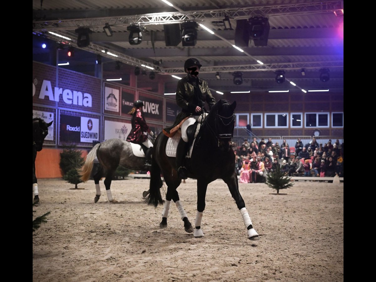 Weitere Warmblüter Wallach 11 Jahre 165 cm Schwarzbrauner in Damm