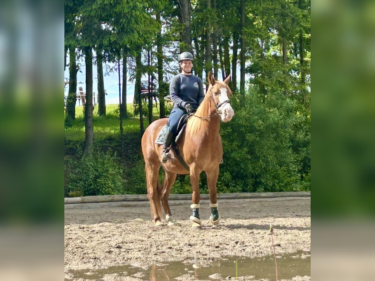 Weitere Warmblüter Wallach 11 Jahre Fuchs in Pelmberg