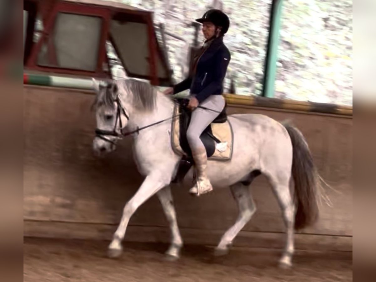 Weitere Warmblüter Wallach 12 Jahre 150 cm Apfelschimmel in Wien, Leopoldstadt Weitere Warmblüter Wallach 12 Jahre 150 cm Apfelschimmel in Wien, Leopoldstadt